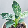 Birkin Philodendron Plant