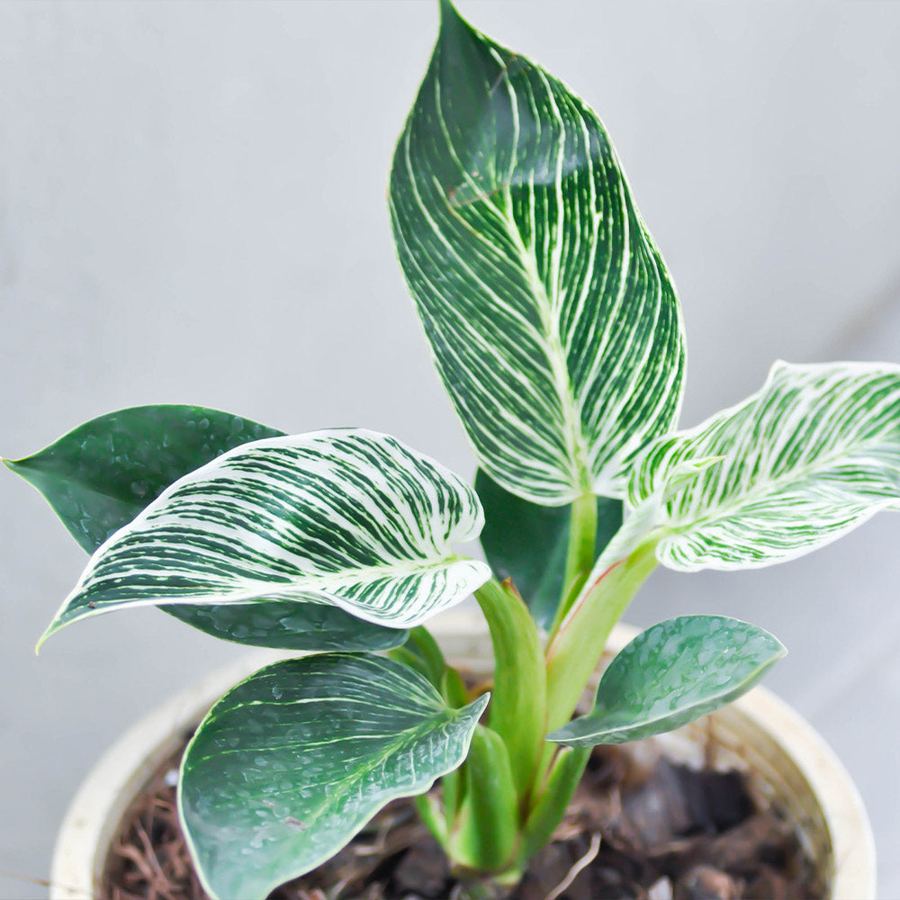 Birkin Philodendron Plant