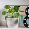 Pancake Plant