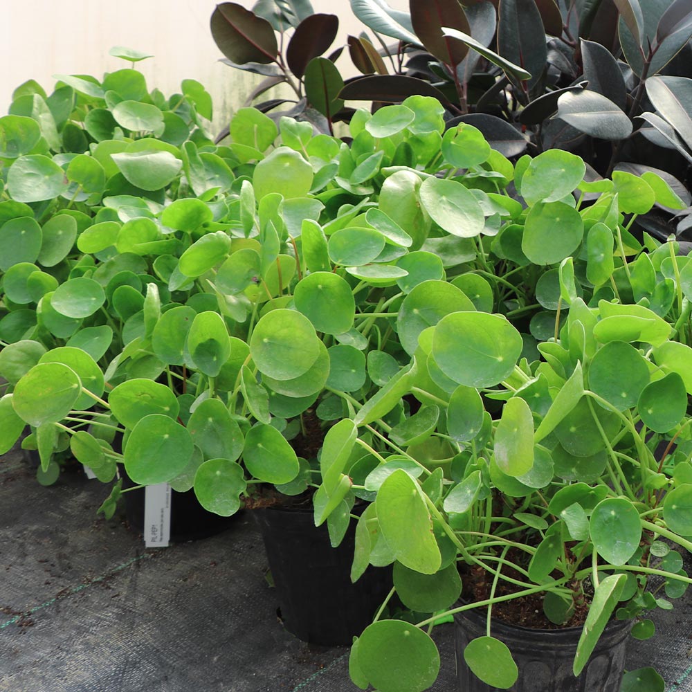 Pancake Plant