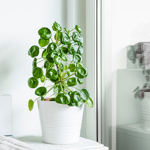 Pancake Plant