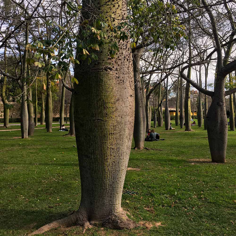 Pink Silk Floss Tree
