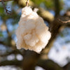 Pink Silk Floss Tree