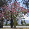 Pink Silk Floss Tree