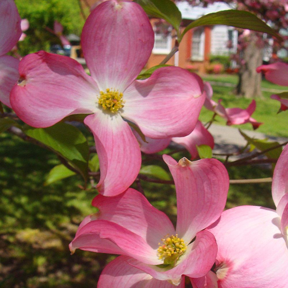 Pink Dogwood Tree