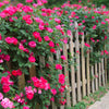 Double Pink Knock Out® Rose Shrub