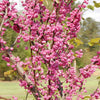 Bloomables® Pink Pom Poms Redbud Tree