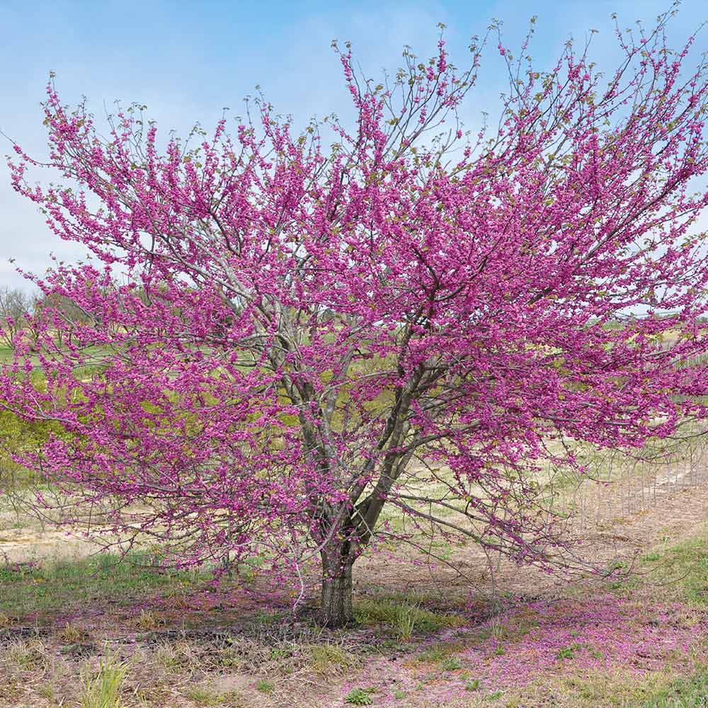 Bloomables® Pink Pom Poms Redbud Tree