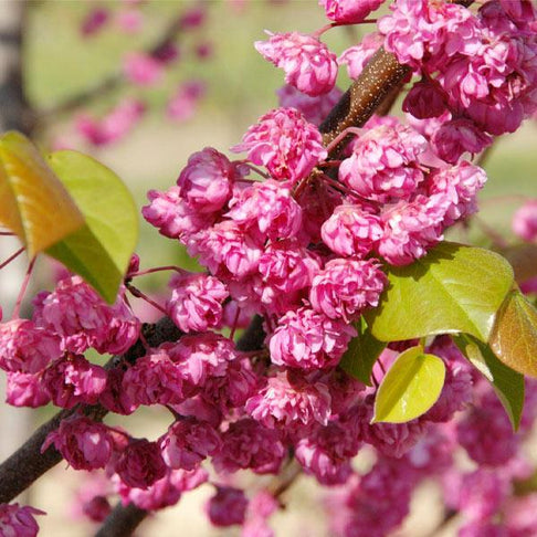 Bloomables® Pink Pom Poms Redbud Tree