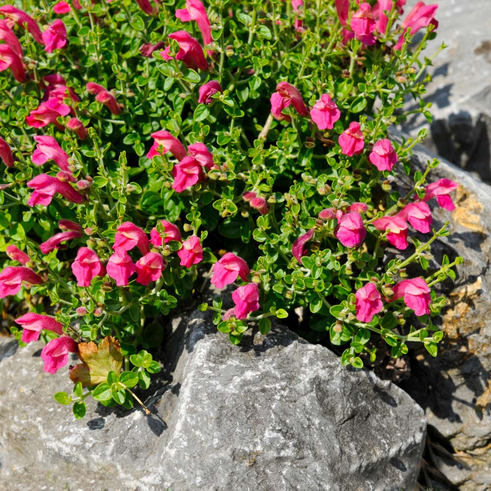 Pink Skullcap Shrub