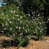 Pink Rose of Sharon Althea Shrub