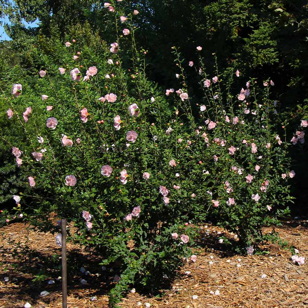 Pink Rose of Sharon Althea Shrub