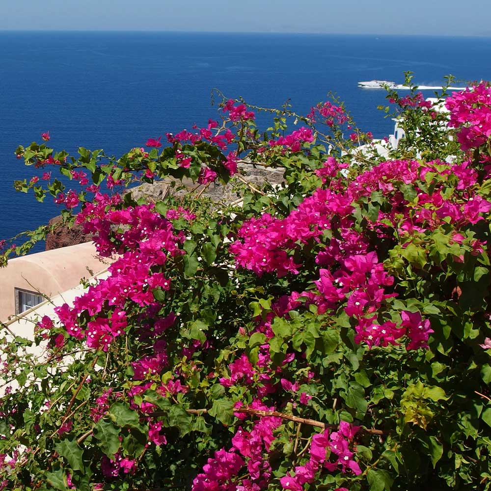 Pink Pixie Bougainvillea