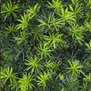 Podocarpus Shrub