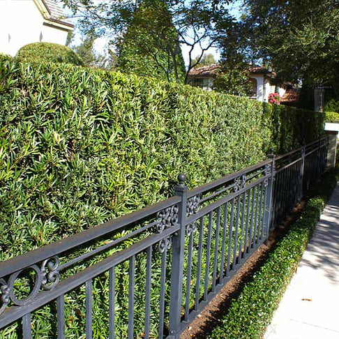 Podocarpus Shrub