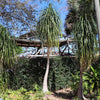 Ponytail Palm