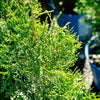 Private Jet™ Arborvitae