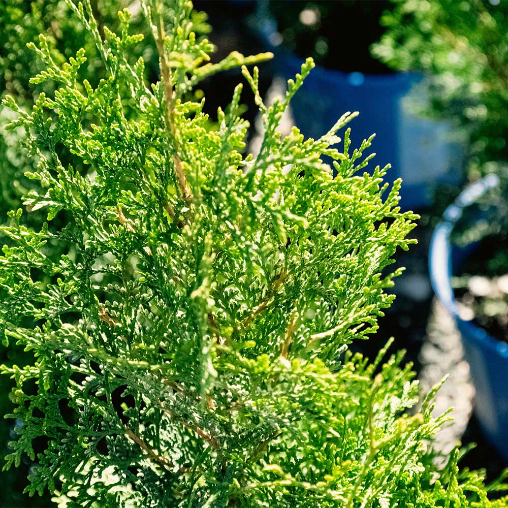 Private Jet™ Arborvitae