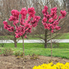 Ruby Ruffle™ Patio Peach Tree