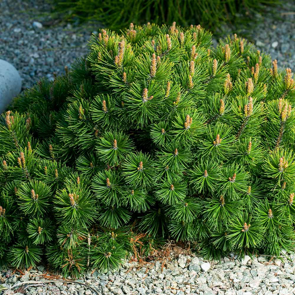 Dwarf Mugo Pine Shrub