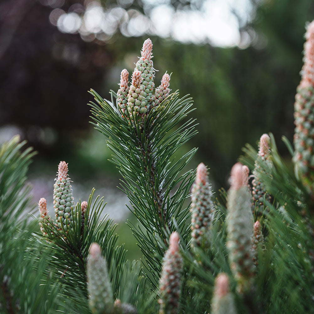 Dwarf Mugo Pine Shrub