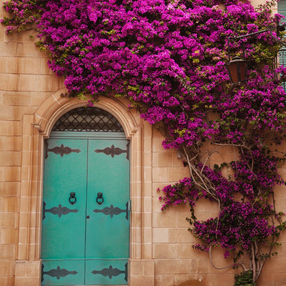 New River Purple Bougainvillea Vine