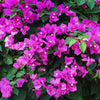 New River Purple Bougainvillea Shrub