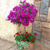 New River Purple Bougainvillea Tree