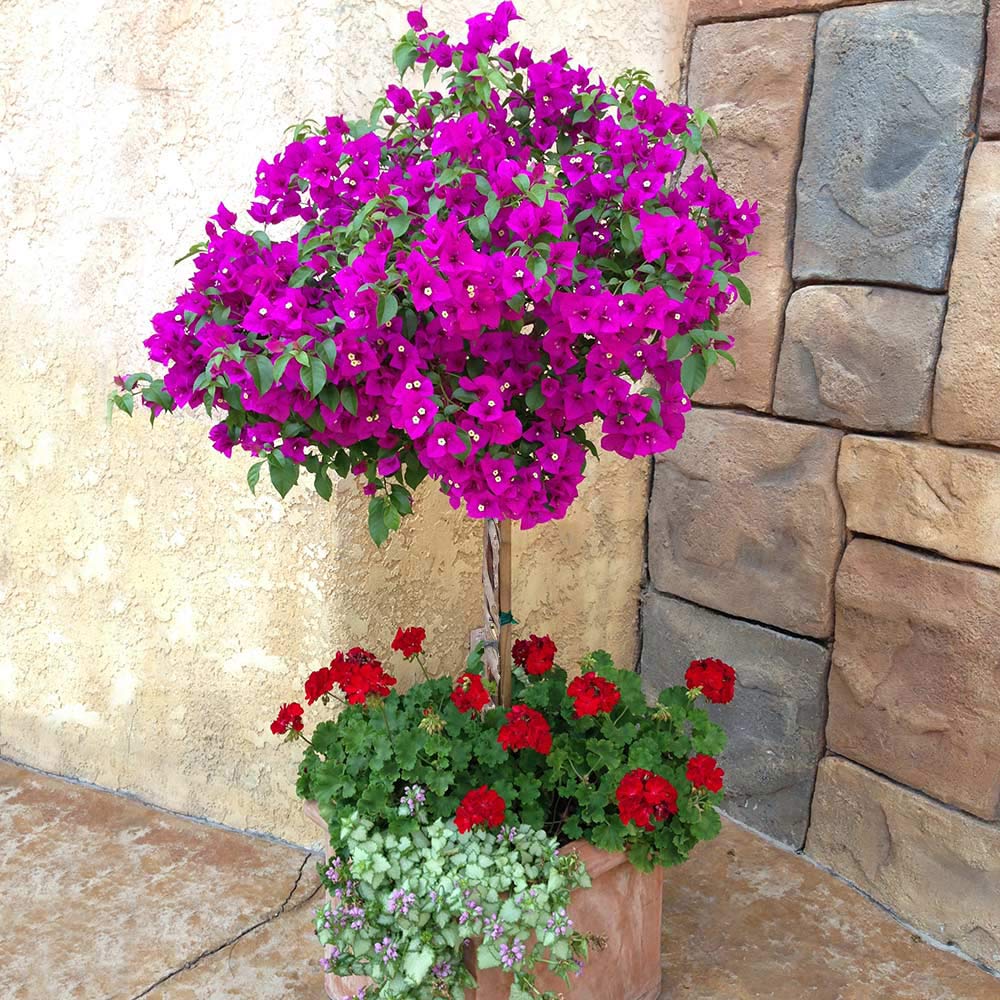 New River Purple Bougainvillea Tree