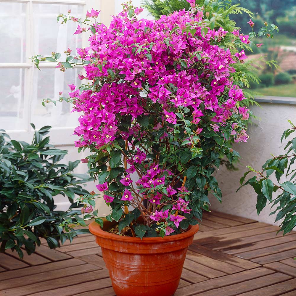 New River Purple Bougainvillea Vine