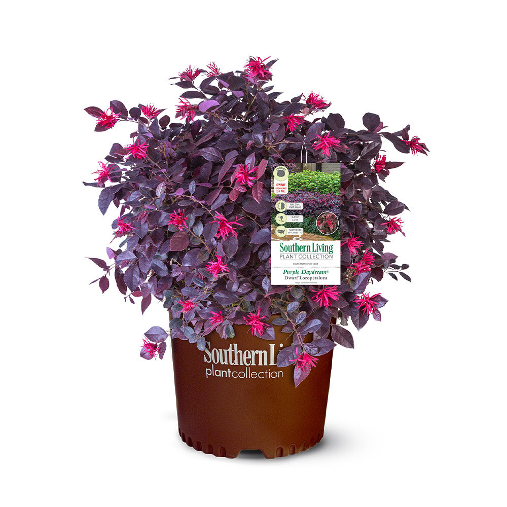 Southern Living® Purple Daydream® Dwarf Loropetalum Shrub