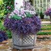 Southern Living® Purple Daydream® Dwarf Loropetalum Shrub