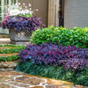 Southern Living® Purple Daydream® Dwarf Loropetalum Shrub