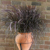 Purple Fountain Grass