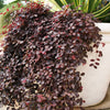 Southern Living® Purple Pixie® Dwarf Weeping Loropetalum