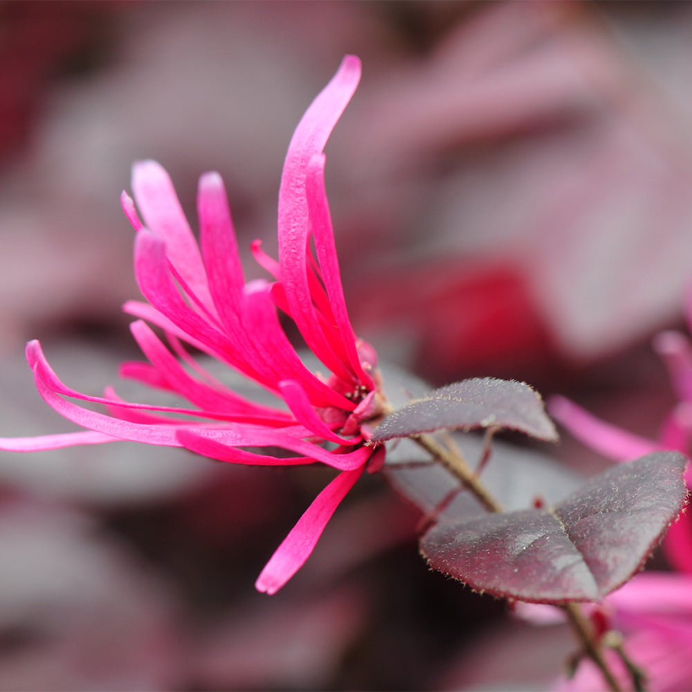 Southern Living® Purple Pixie® Dwarf Weeping Loropetalum