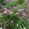 Proven Winners® Pugster Pink® Butterfly Bush
