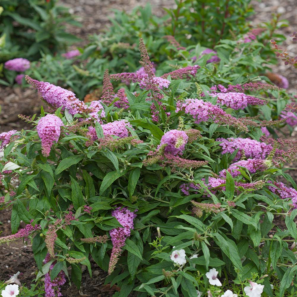 Proven Winners® Pugster Pink® Butterfly Bush