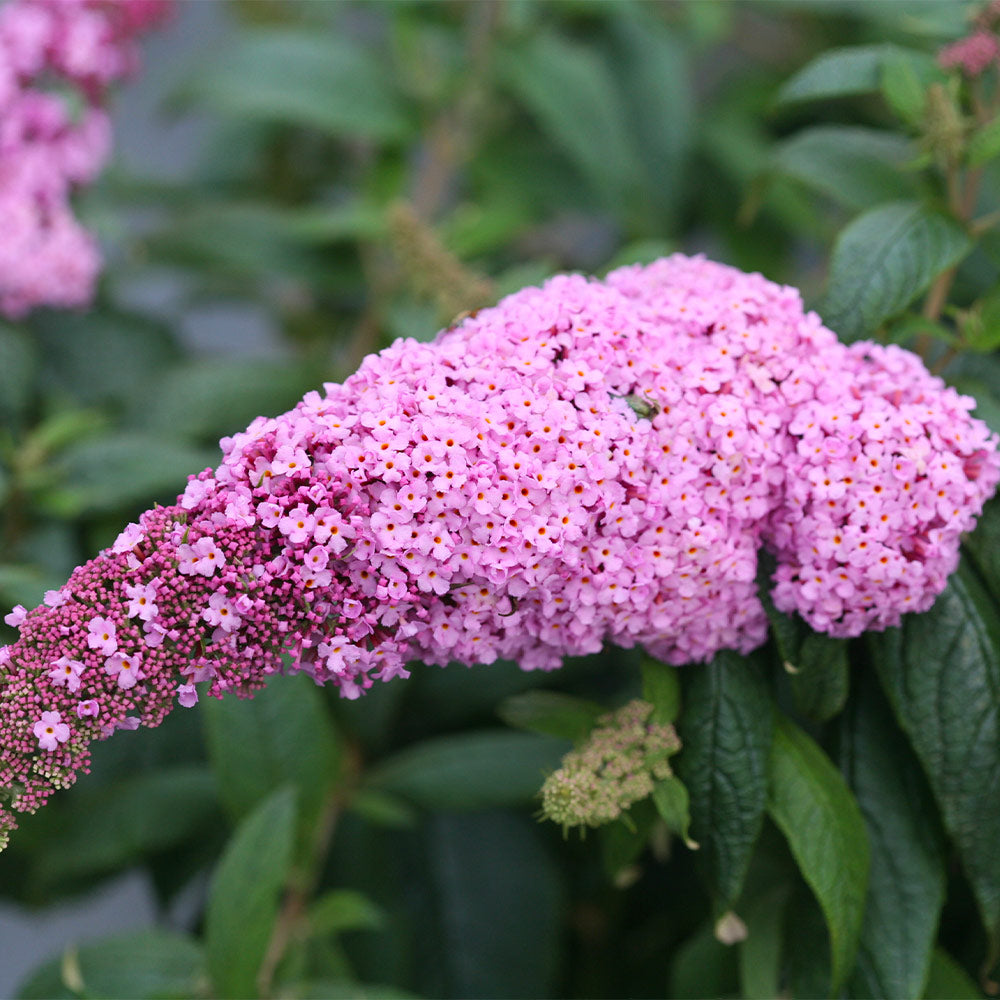 Proven Winners® Pugster Pink® Butterfly Bush