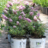 Proven Winners® Pugster Pink® Butterfly Bush