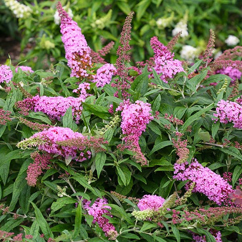 Proven Winners® Pugster Pink® Butterfly Bush