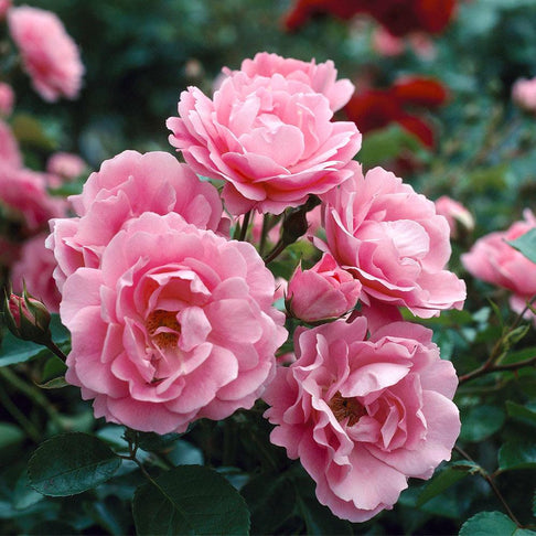 Queen Elizabeth Rose Bush