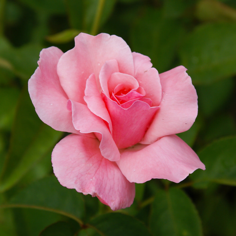 Queen Elizabeth Rose Bush