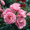 Queen Elizabeth Rose Bush