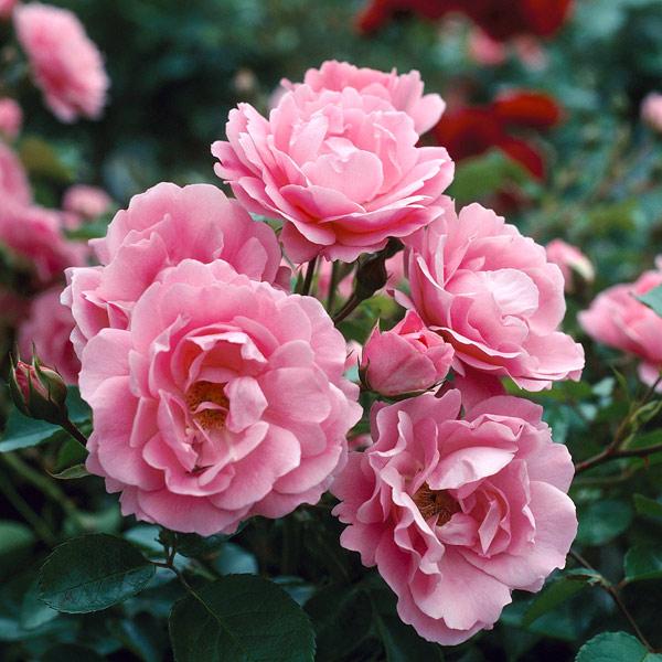 Queen Elizabeth Rose Bush