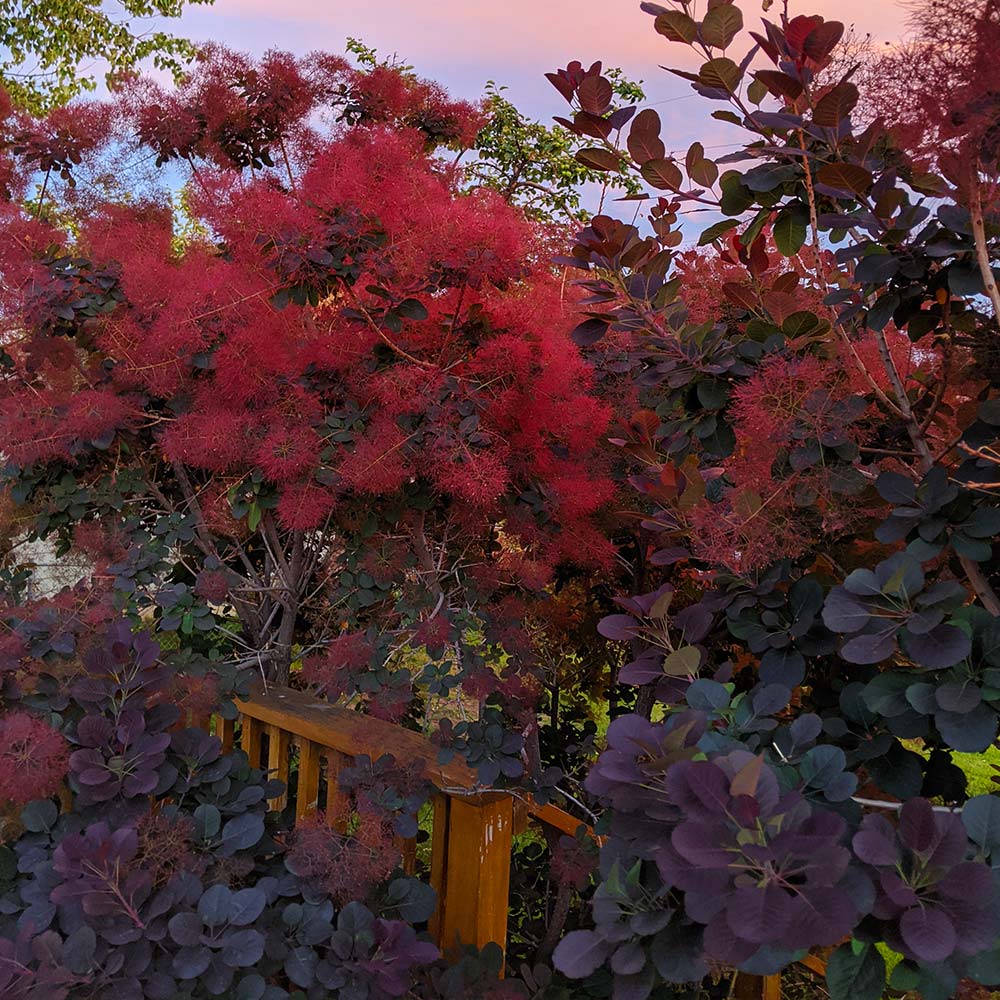 Royal Purple Smoke Bush