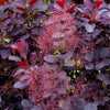 Royal Purple Smoke Bush