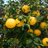 Ray Ruby Grapefruit Tree