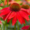 Better Versions® Sombrero® Salsa Red Coneflower Plant
