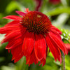 Better Versions® Sombrero® Salsa Red Coneflower Plant